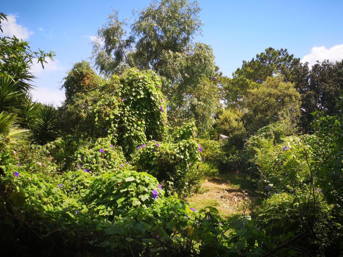 Villa Griseor Porto-Vecchio  Eksteriør bilde